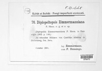 Diplopeltopsis zimmermanniana image